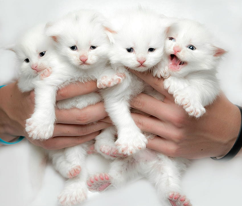 Kittens, kitten, sweet, white, robert sijka, cute, cat, hand, pisica, paw HD wallpaper