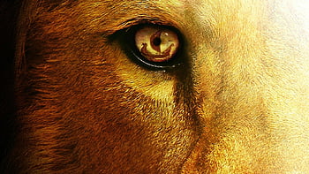 aslan the great - Aslan Wallpaper (20650188) - Fanpop