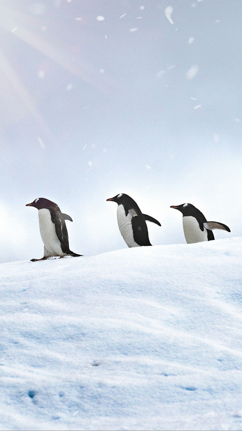 Three penguins . Penguins, Penguin , Penguin Art HD phone wallpaper