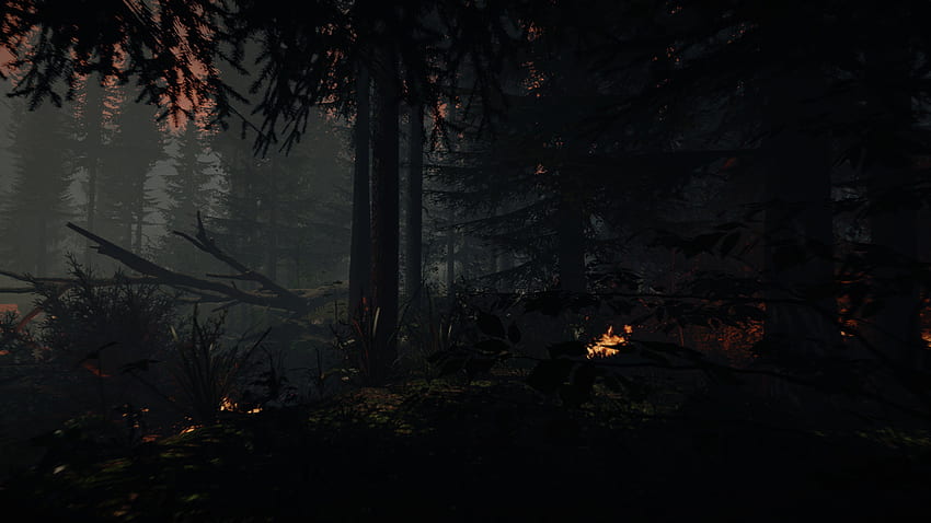 Der Wald als Hintergrund, Wald voll HD-Hintergrundbild