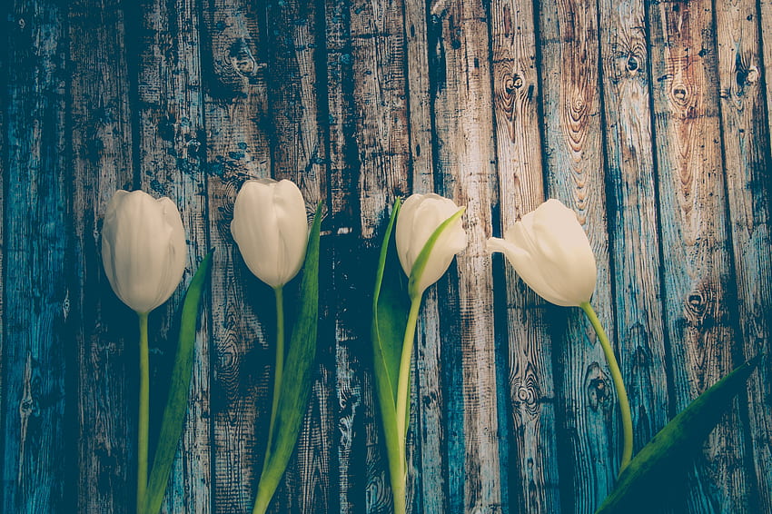 Fleurs, Tulipes, Souches, Tige Fond d'écran HD