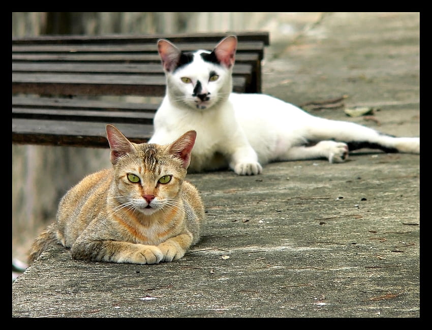 Lazy Kitties, orange tabby, cats, relaxing, white and black HD wallpaper
