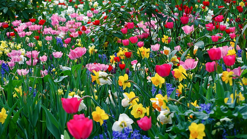 Flowers, Flower Bed, Flowerbed, Different HD wallpaper