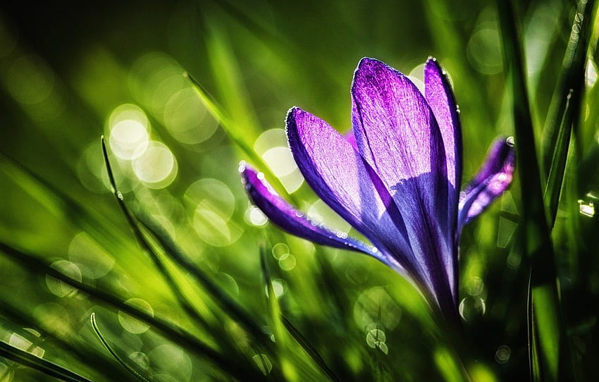 flower, purple, grass, the sun, light, nature, spring, Krokus for , section цветы HD wallpaper