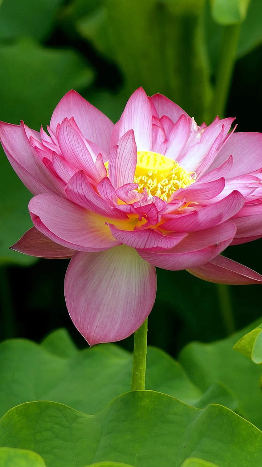 The leaves of the lotus Samsung Galaxy S5, Samsung Galaxy S5 HD phone wallpaper