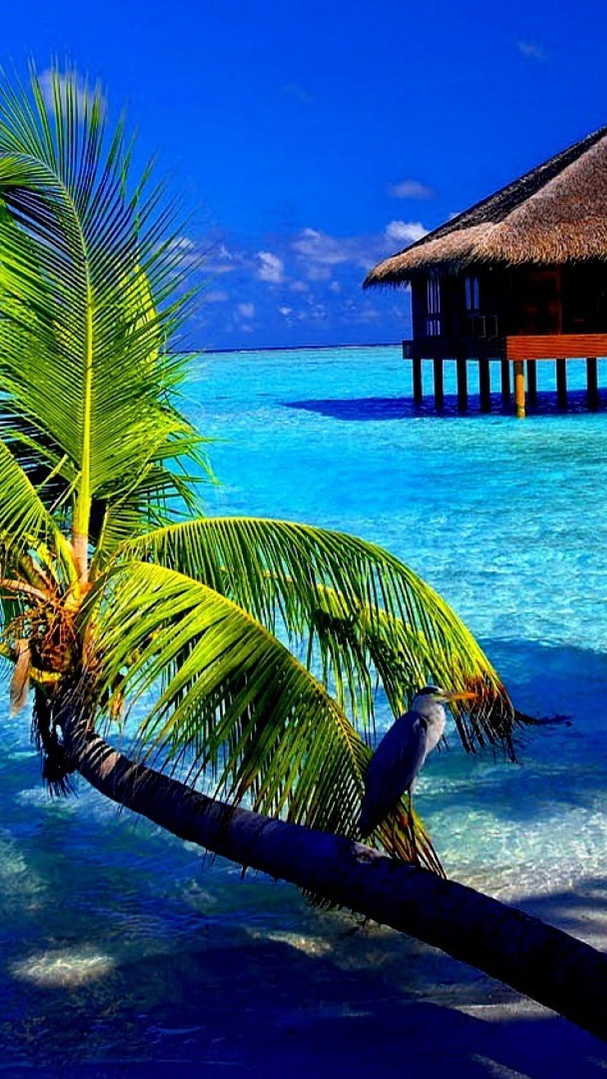 iPhone Tropical Island, Tropical Island Mobile HD phone wallpaper