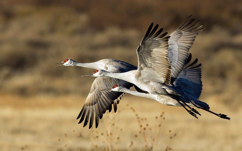 Crane Bird HD wallpaper | Pxfuel