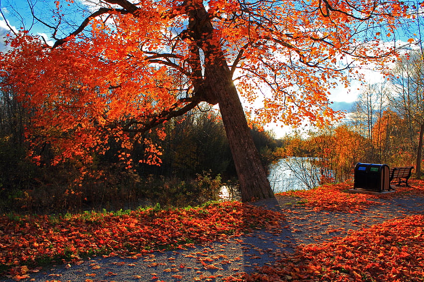 風景, 自然, 秋, 公園, ベンチ, 川 高画質の壁紙