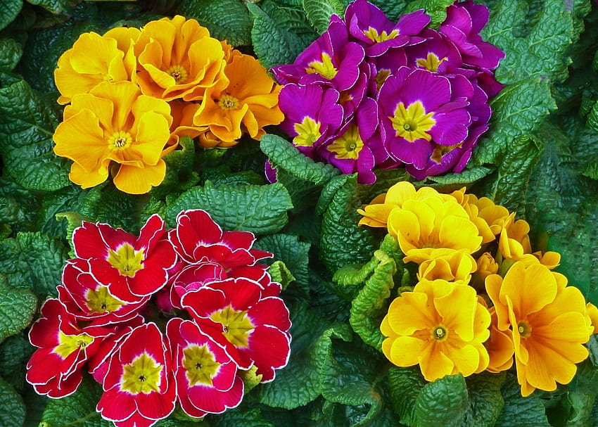 ดอกไม้ สดใส เขียว สีสัน พริมโรส วอลล์เปเปอร์ HD
