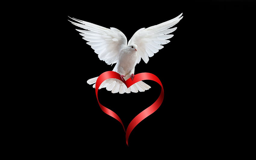 Ptaki Gołębie Serce Białe zwierzę Czarne Tapeta HD