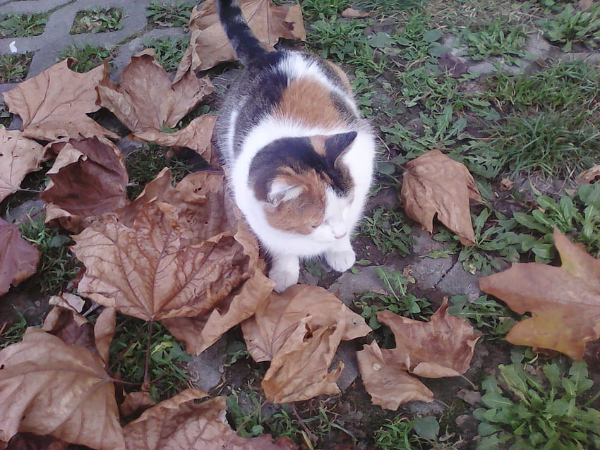 Kot i liście, koty, jesień, liście, zwierzęta Tapeta HD