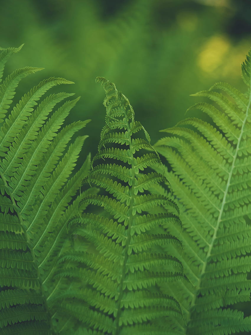 Nature, Macro, Fern, Sheet, Leaf, Focus HD phone wallpaper