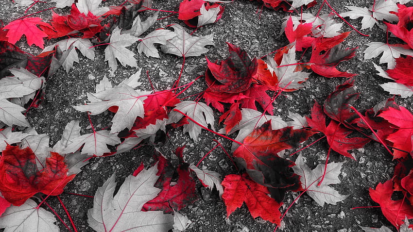 Natura, autunno, foglie, fogliame, acero, caduto Sfondo HD