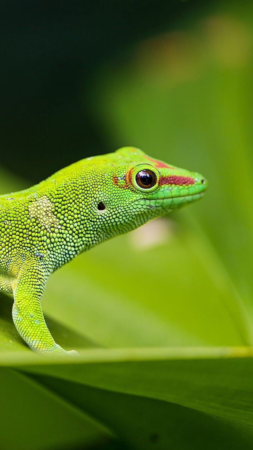 Lizard, Gecko, Leaf, Macro Iphone 8 7 6s HD phone wallpaper