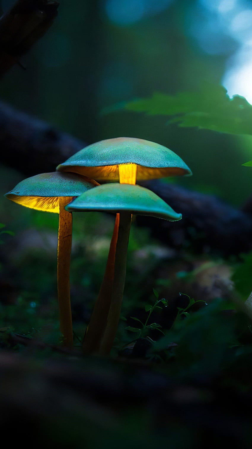 Mushroom Plants Glowing , Artist and . Mushroom plant, Mushroom ,, Neon Mushroom HD phone wallpaper