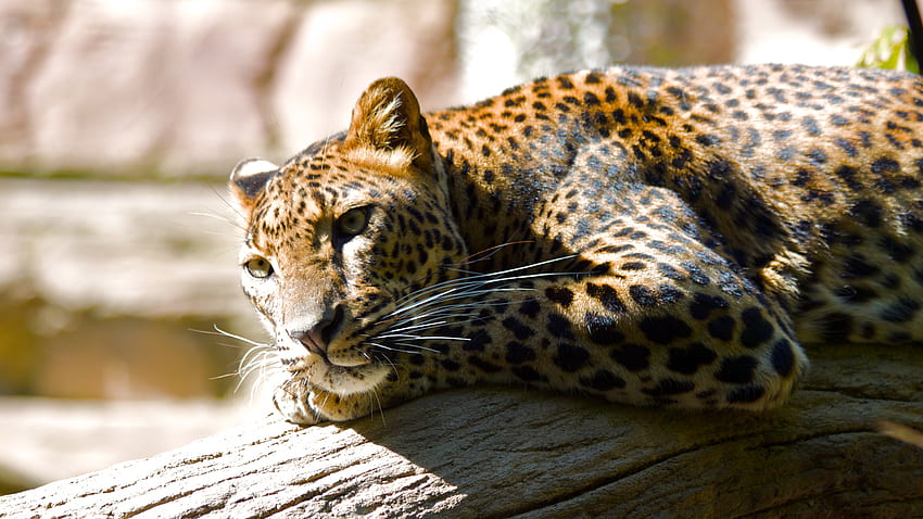Lazy Leopard, grandes felinos, felino, leopardo papel de parede HD