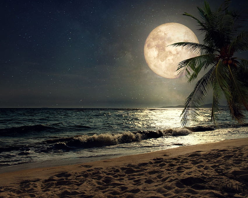 beach, sand, night's moon, palm tree, 1280X1024 Beach HD wallpaper
