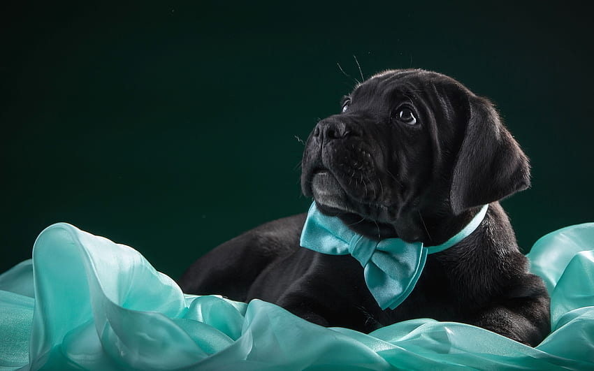 Puppy Cane Corso dog Hewan hitam Wallpaper HD