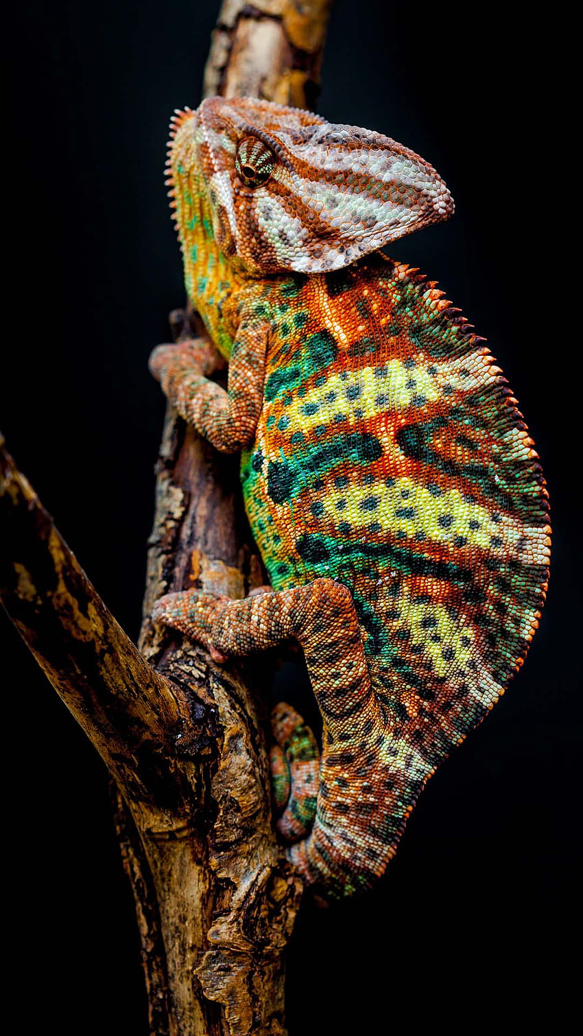 Colorful Chameleon Close Up Android HD phone wallpaper