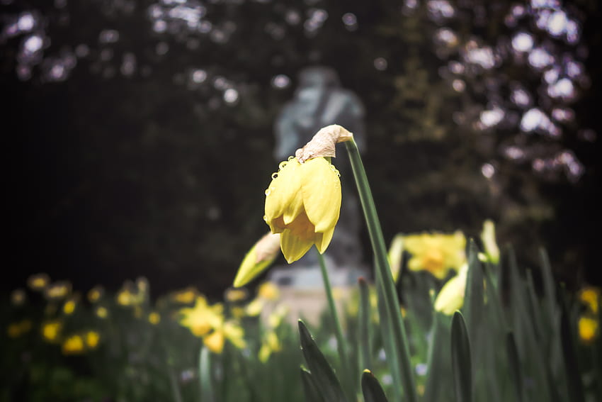Blume, Makro, Blumenbeet, Blumenbeet, Frühling, Narzisse HD-Hintergrundbild