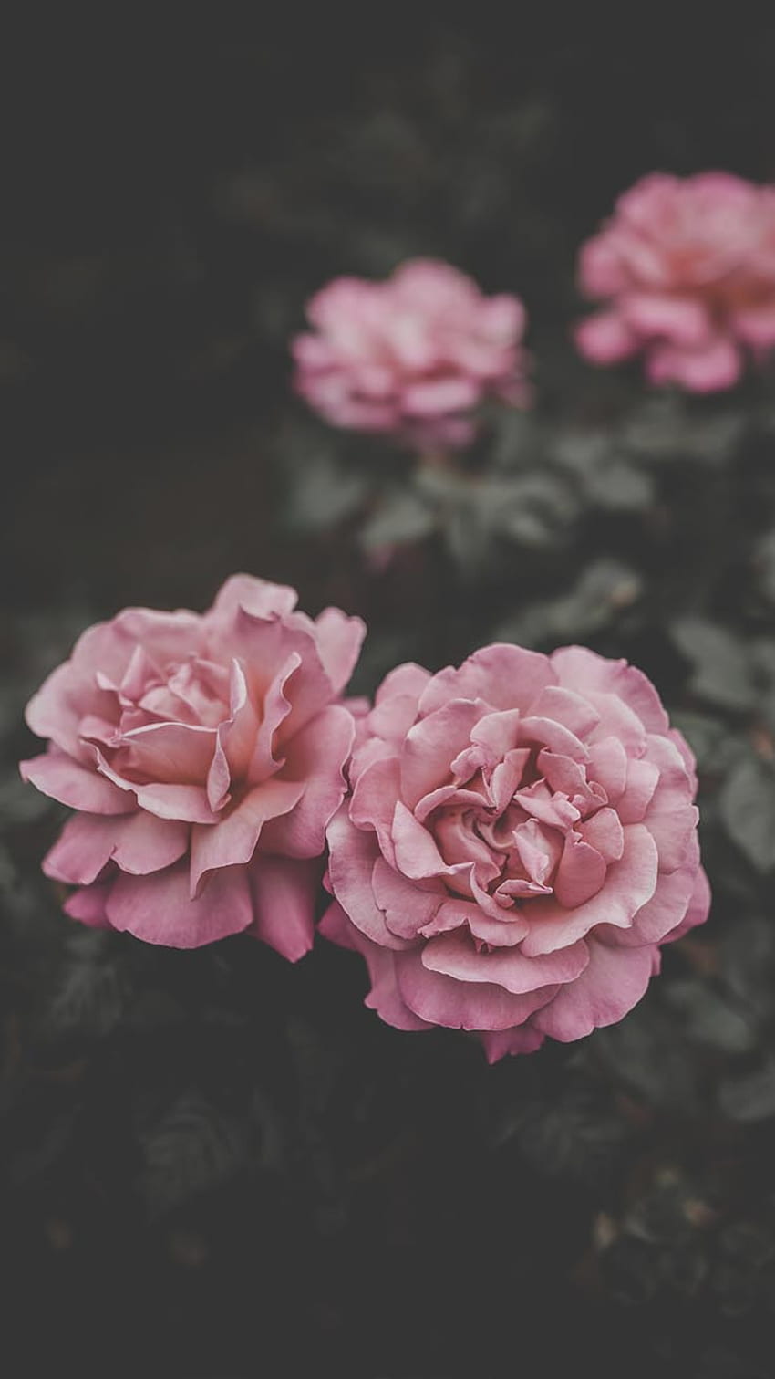Beautiful Roses Background For iPhone, Pink Roses Phone HD phone wallpaper  | Pxfuel