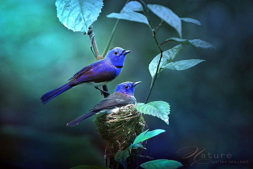 Sapphire pair, blue, branch, black, birds, leaves, green, pair HD wallpaper