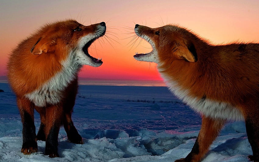 Animals, Sunset, Fox, Couple, Pair, Conflict HD wallpaper