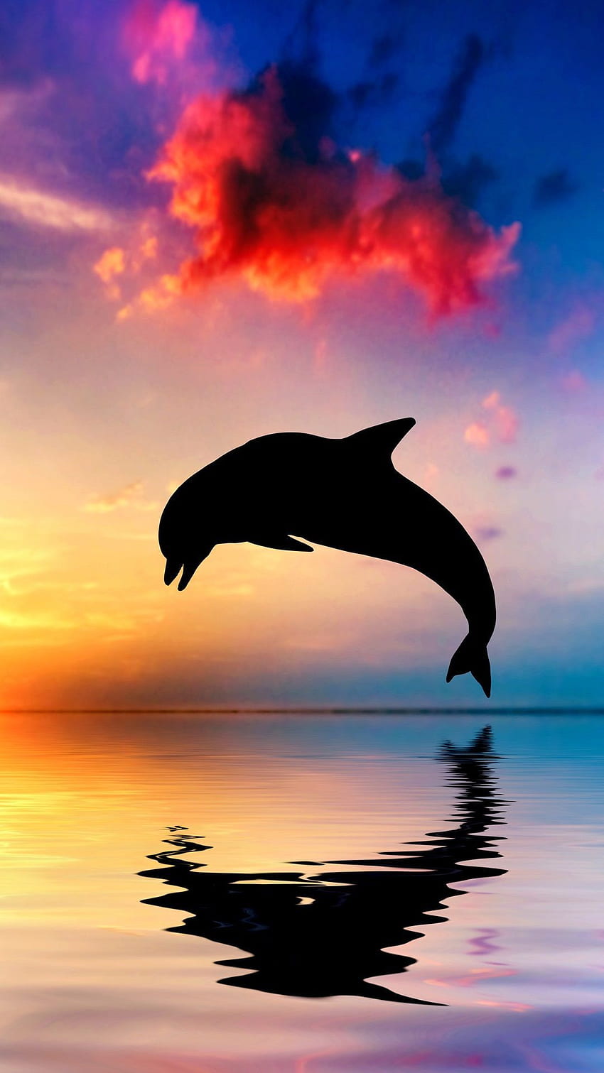 Dolphins Sunset Images  Browse 7864 Stock Photos Vectors and Video   Adobe Stock