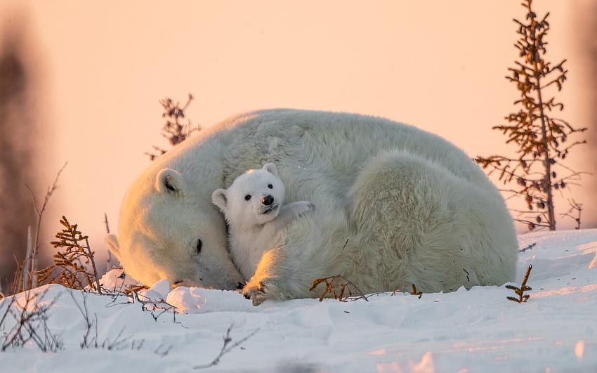 북극곰, 북극곰, 새끼, 곰, 눈 HD 월페이퍼