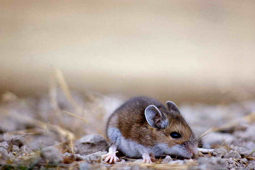 Mouse, other, rodent, bedding HD wallpaper