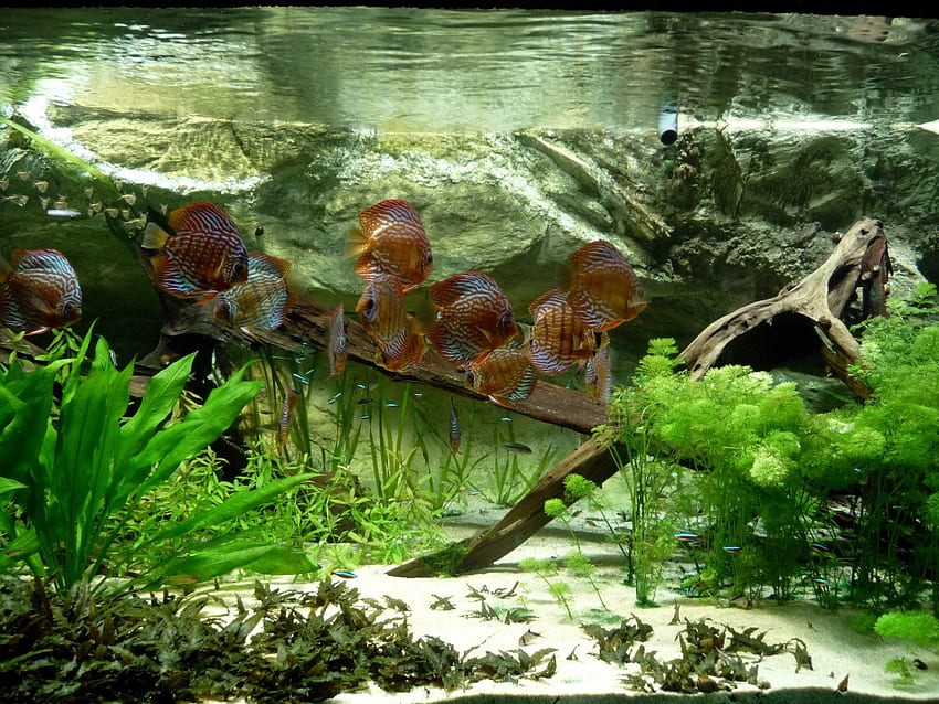 Aquarium HD wallpaper