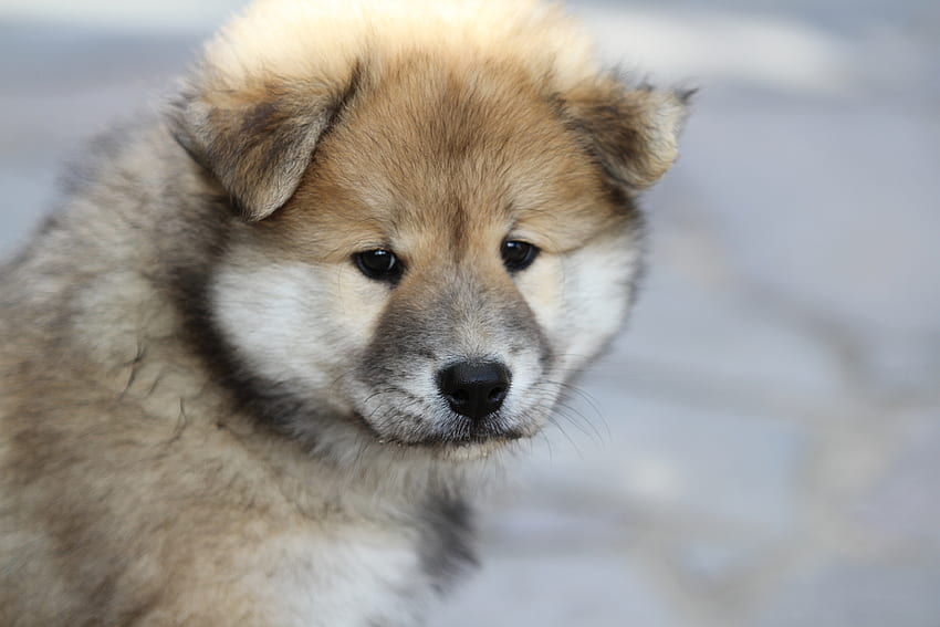 Animals, Dog, Puppy, Eurasier, Eurasian, Oirazir, Oyrazir HD wallpaper