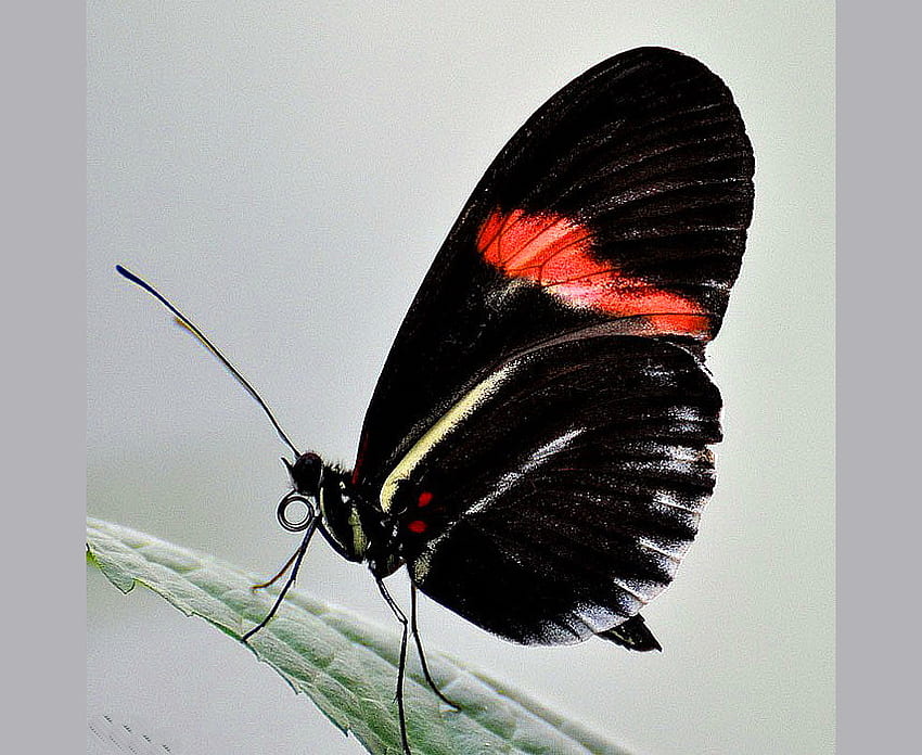 Keindahan hitam, putih, hitam, kupu-kupu, merah, daun, keindahan Wallpaper HD