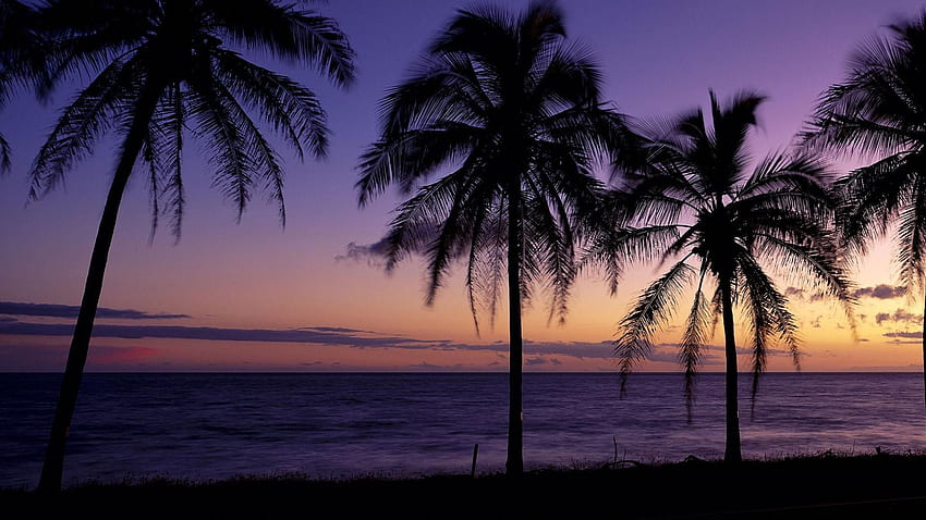 Windows Panoramic Beach Theme - Twitter Header Palm Trees - HD wallpaper