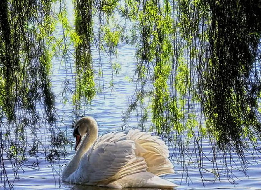 Swan Lake, glare, weeping willow, sunlight, pretty, swan, beautiful, lake, tree HD wallpaper