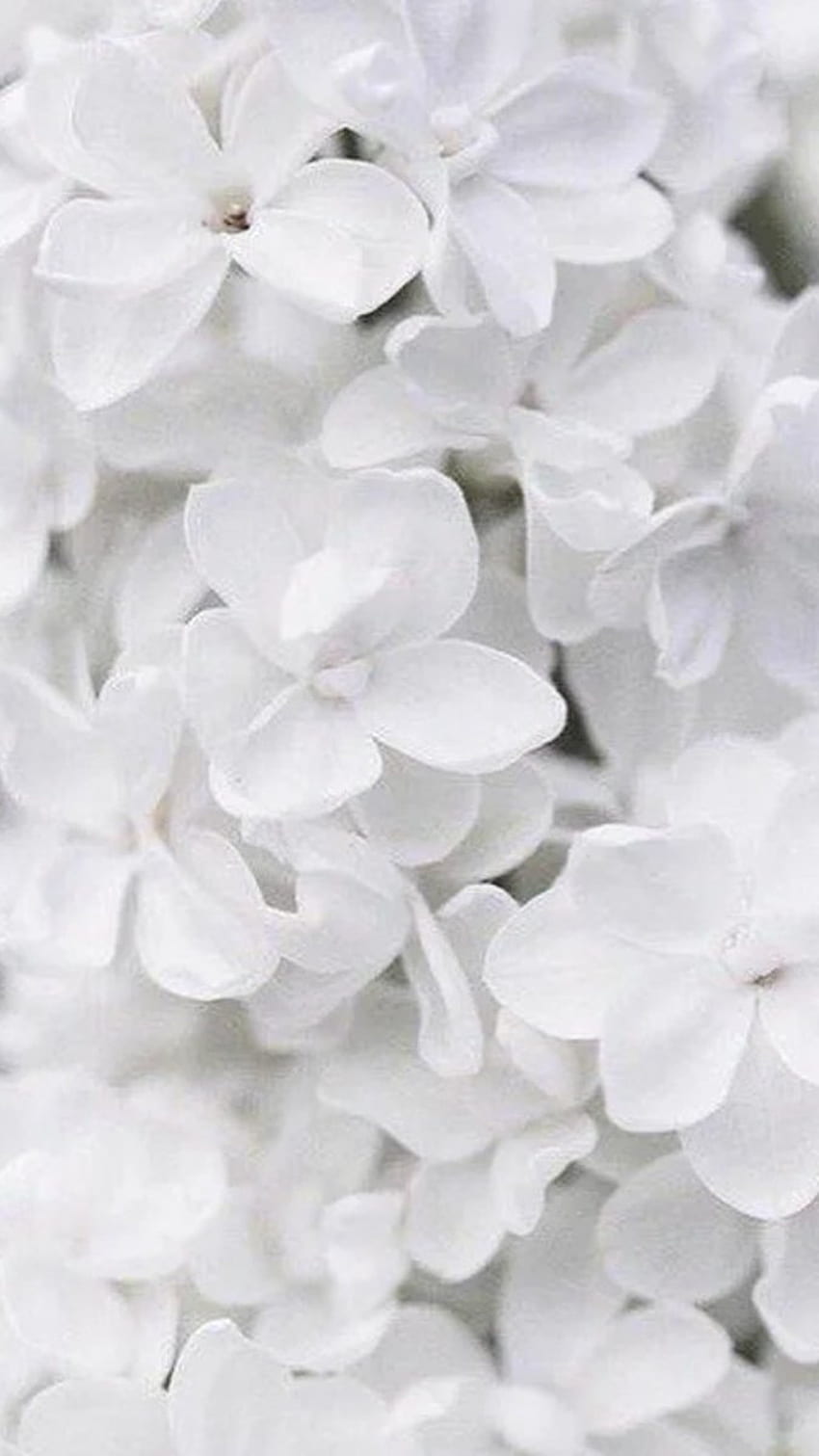 Colore bianco, fiori di colore bianco, fiori bianchi Sfondo del telefono HD