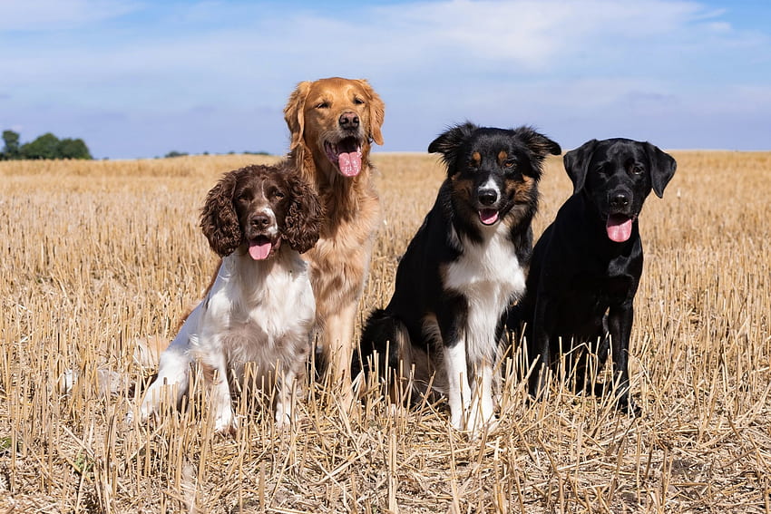 Cani, animali, cuccioli, erba Sfondo HD