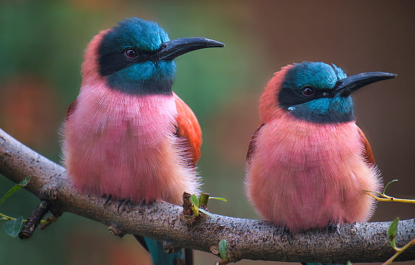 นก สอง สาขา นกฮัมมิงเบิร์ด สีชมพู คู่ ดูโอ ขนนกสดใส หงอนสีน้ำเงิน สำหรับ หมวด животные ผึ้งดูโอ วอลล์เปเปอร์ HD