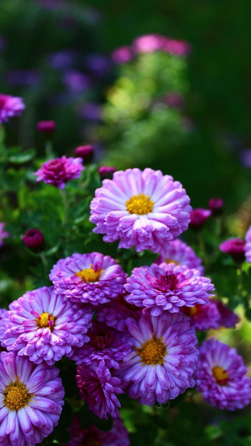 Blume, Asterblume HD-Handy-Hintergrundbild