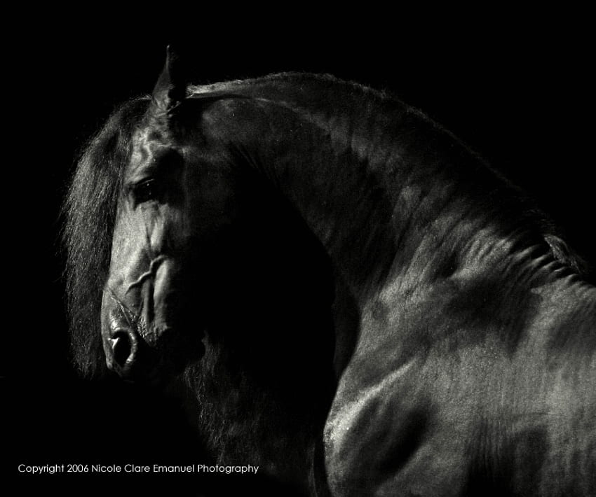 Portrait noir et blanc, chevaux, noir, frison, néerlandais, cheval de trait, Hollande, Frise, Pays-Bas Fond d'écran HD