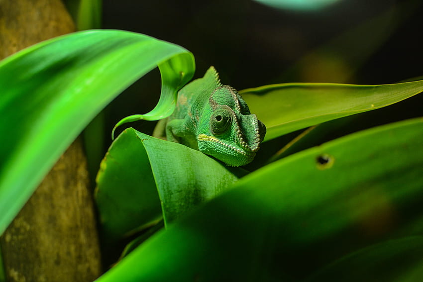 Animals, Color, Foliage, Reptile, Disguise, Camouflage, Chameleon HD wallpaper