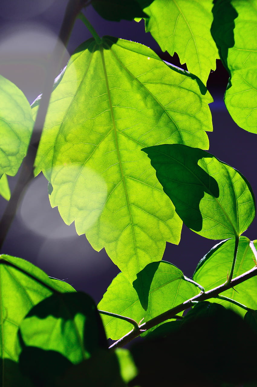 햇빛, 빛나는, 녹색, 잎, 클로즈업 HD 전화 배경 화면