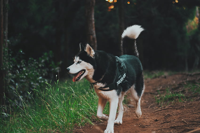 Tiere, Hund, Spaziergang, Husky, Haska HD-Hintergrundbild