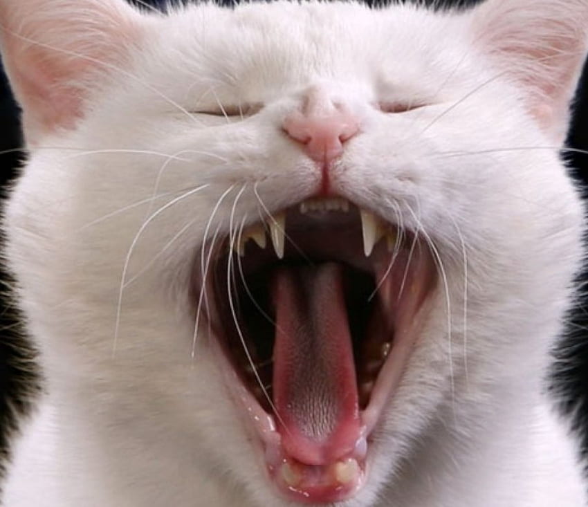 Opera Singer Kitty, cats, kitty, animals, yawn HD wallpaper