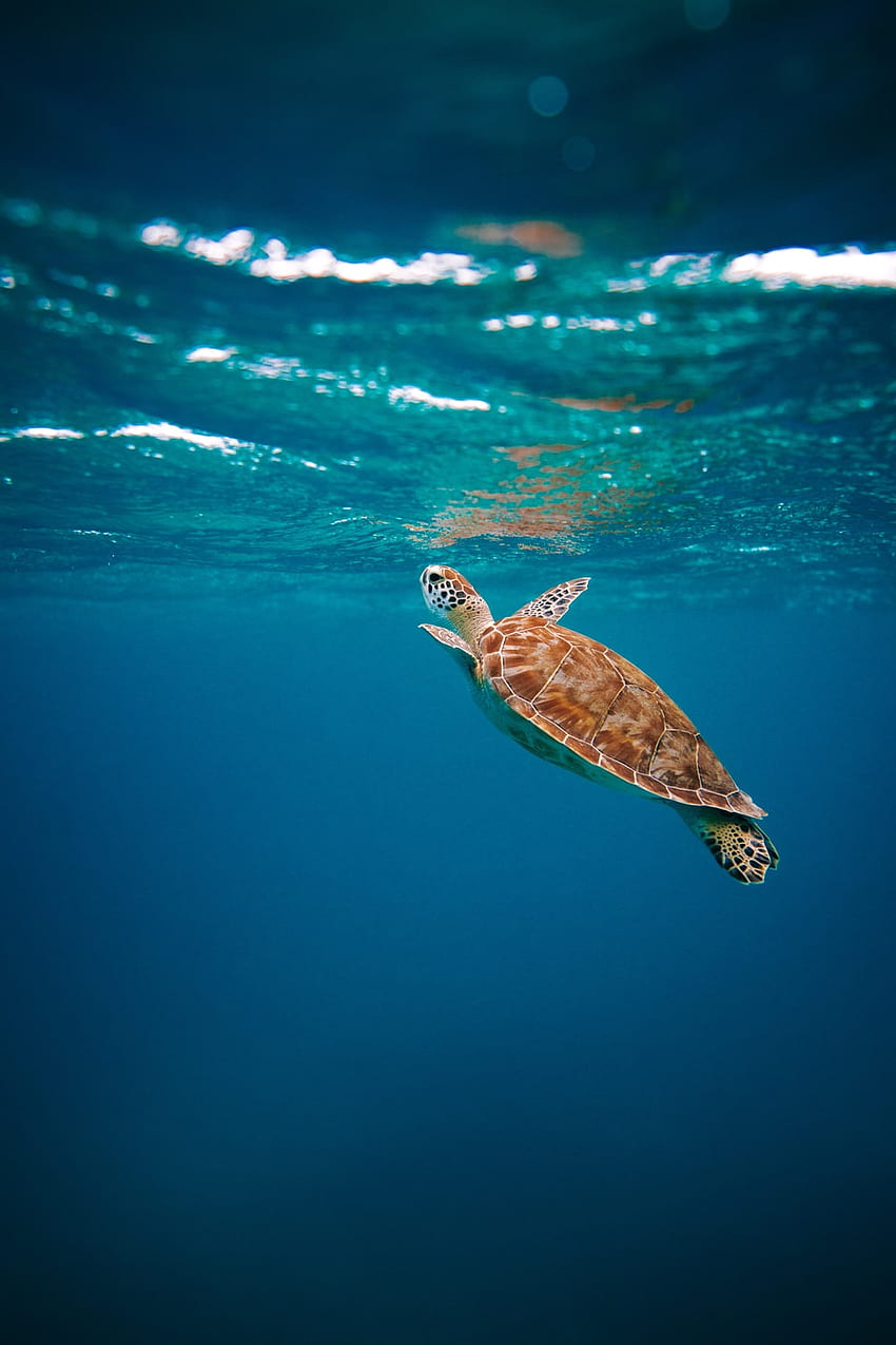 brown turtle in water during daytime – Animal , Swimming Turtle HD phone wallpaper
