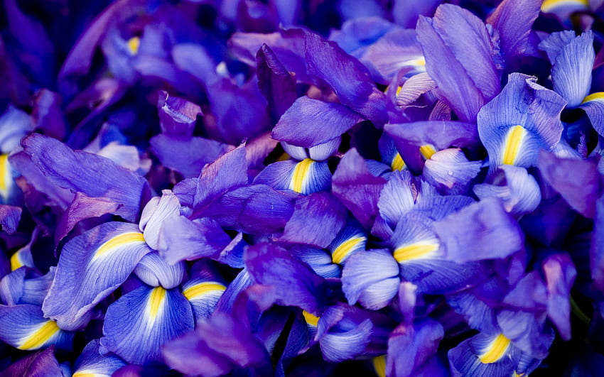 Iris, violet, violet iris, flowers, Flower HD wallpaper