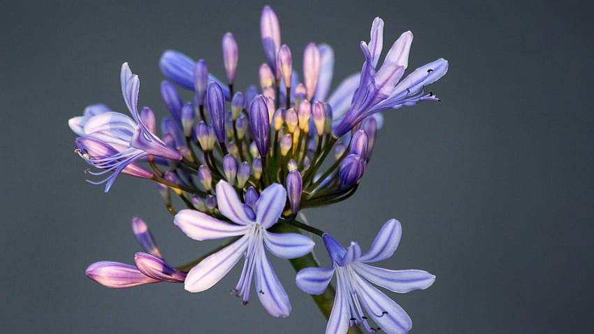 Lila Schönheit, Lila, Knospen, Blütenblätter, Natur, Blumen, Makro HD-Hintergrundbild