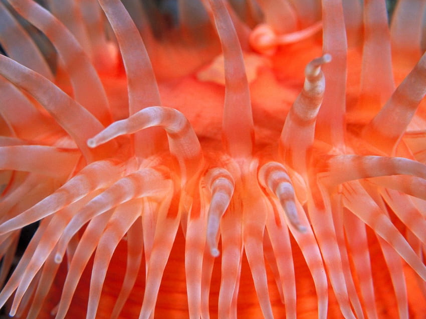 tentacoli di anemone, creatura marina, arancia Sfondo HD