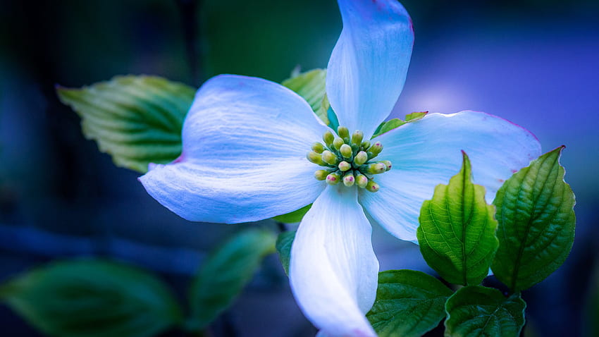 Hellblaue Hartriegel-Blüten-Blumen-Grün-Blätter verwischen Hintergrund-Blumen HD-Hintergrundbild