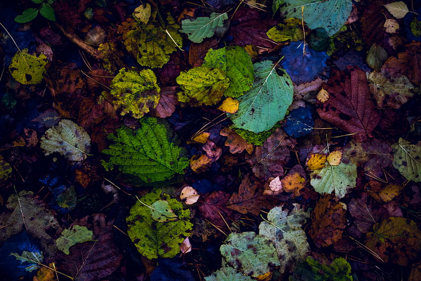 Natura, Jesień, Liście, Suche, Upadłe Tapeta HD